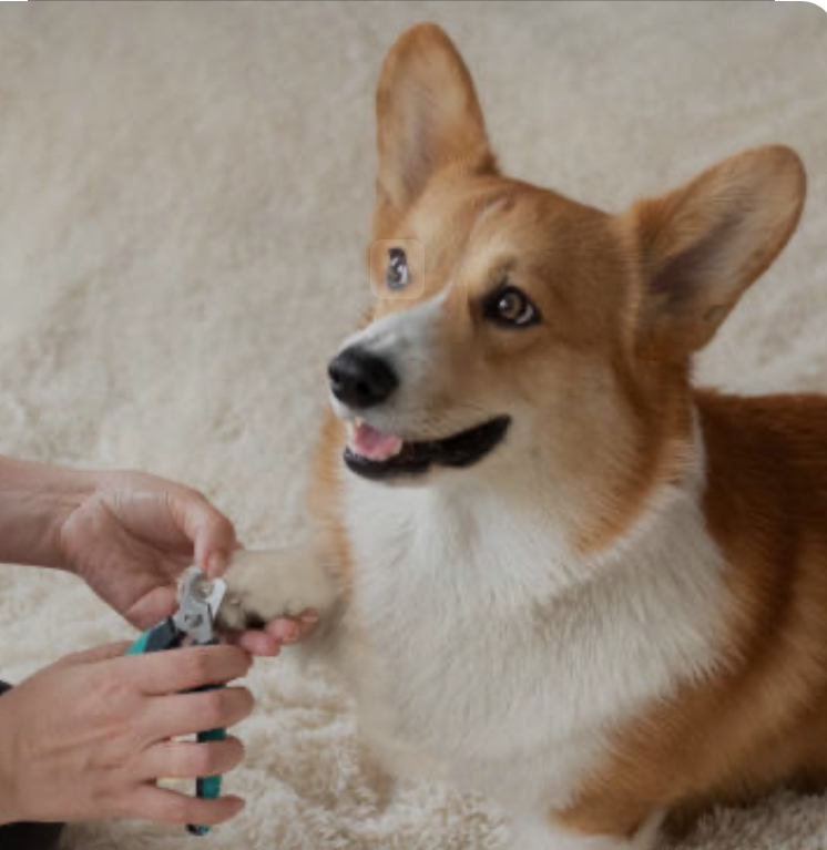Pawdicure