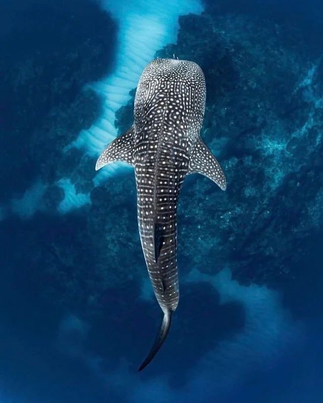 Mega Volume Full Set