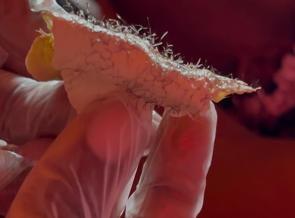 Lip/Chin Wax