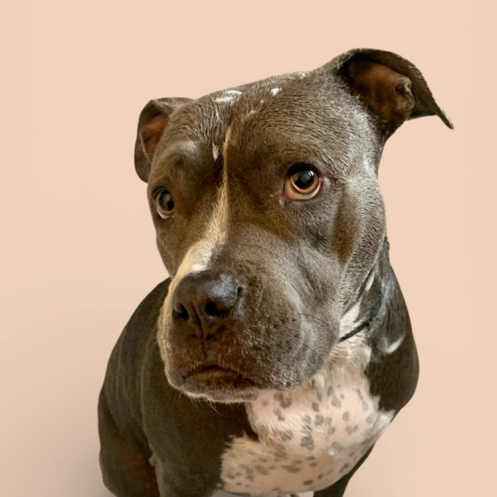 66-85lbs Short/Smooth Coat Baths at The Pet BOOtique in Carrollton, TX