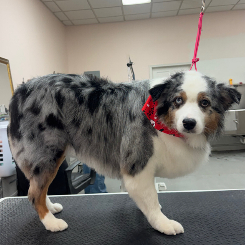 Full Groom Large(40-65lbs)