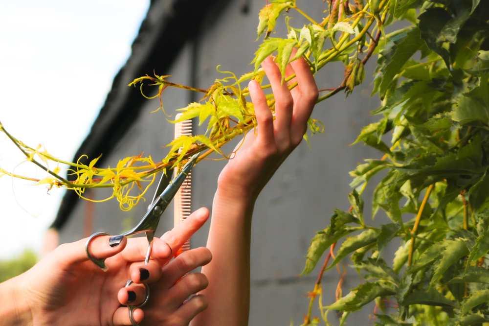 Maintnence Haircut/ Trim