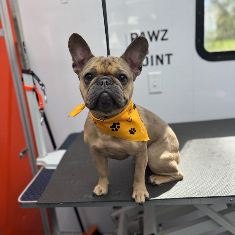 Luxury Bath - Short Hair at Pawz On Point Mobile Dog Grooming in Washington, NJ