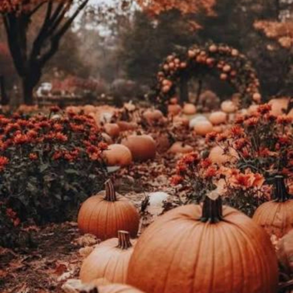The Autumn Reset Facial at Blush Esthetics and Beauty Bar in Griffin, GA