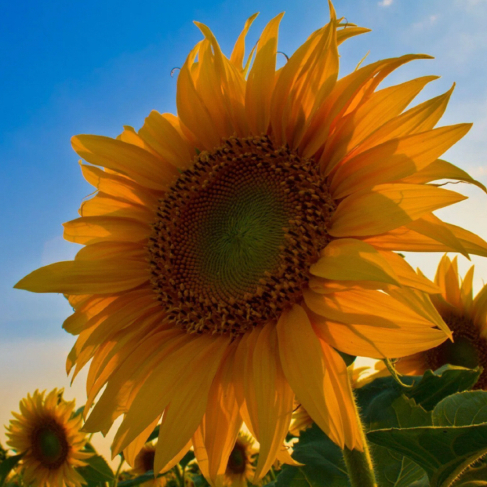 30 Minute Massage at Great River Bodywork and Massage, LLC in West St Paul, MN