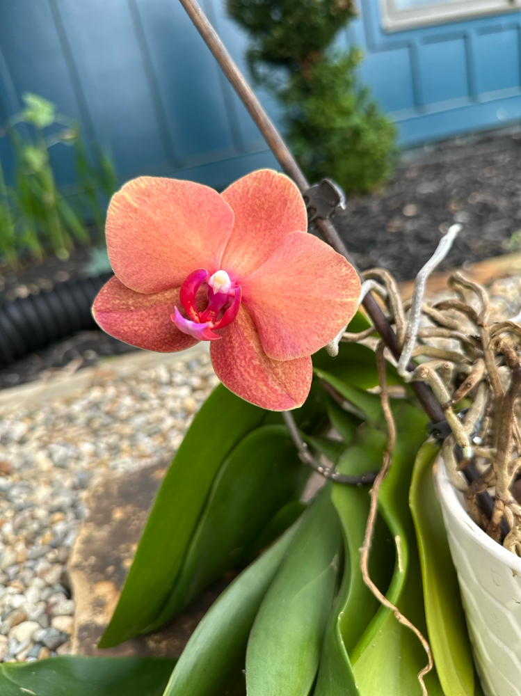 Full Foil Highlight and Haircut