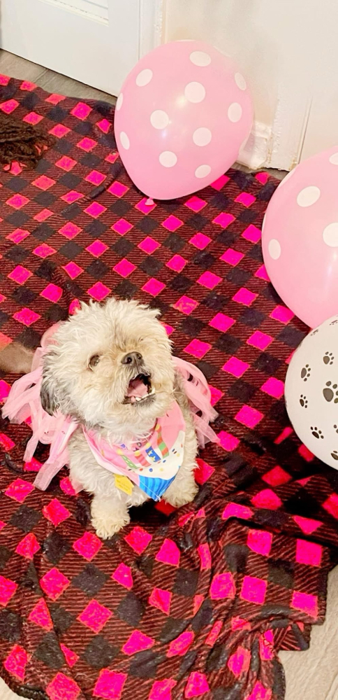 Doggy Birthday Party at Paws and Pubs Patrol in Baltimore, MD