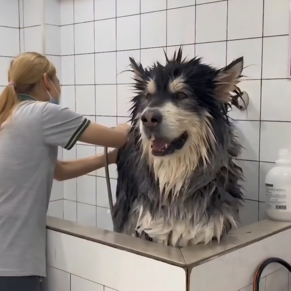 Bath - X-Large-Long, Straight Hair at Tail Waggers Grooming LLC in Fort Worth, TX
