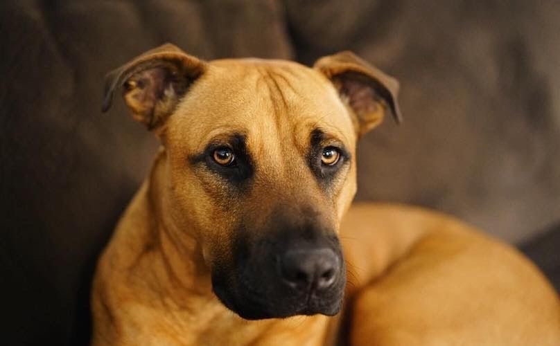 Black Mouth Cur - Bath & Fluff