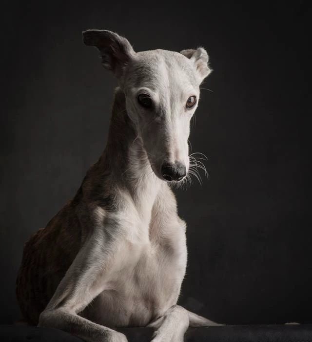 Greyhound - Bath & Fluff