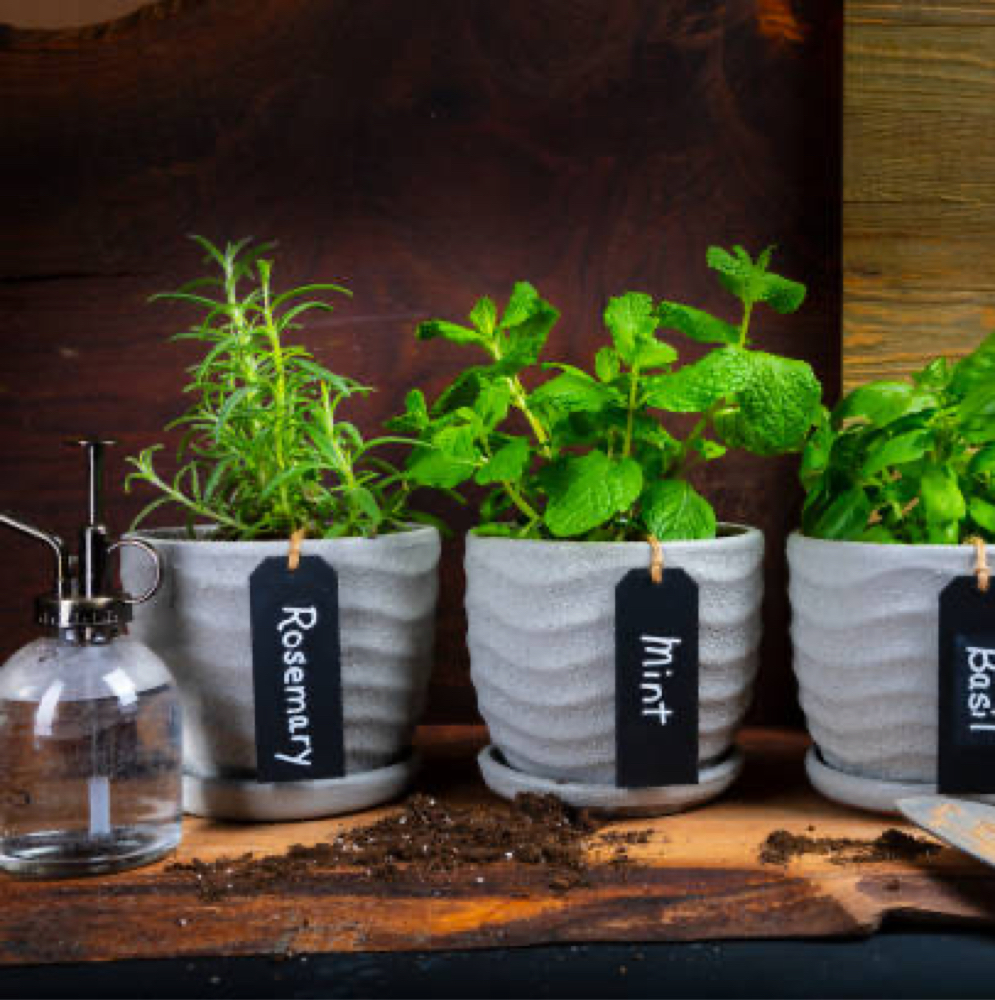 Soulful Gardening at 💫Soulful Radiance 💫 Holistic Wellness in Ellicott City, MD
