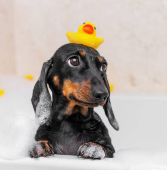 Small Dog Bath & Toenails