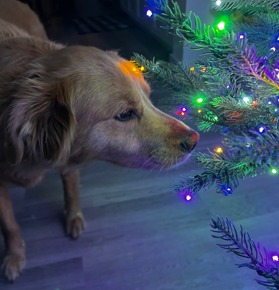 Cozy Season Facial Duo