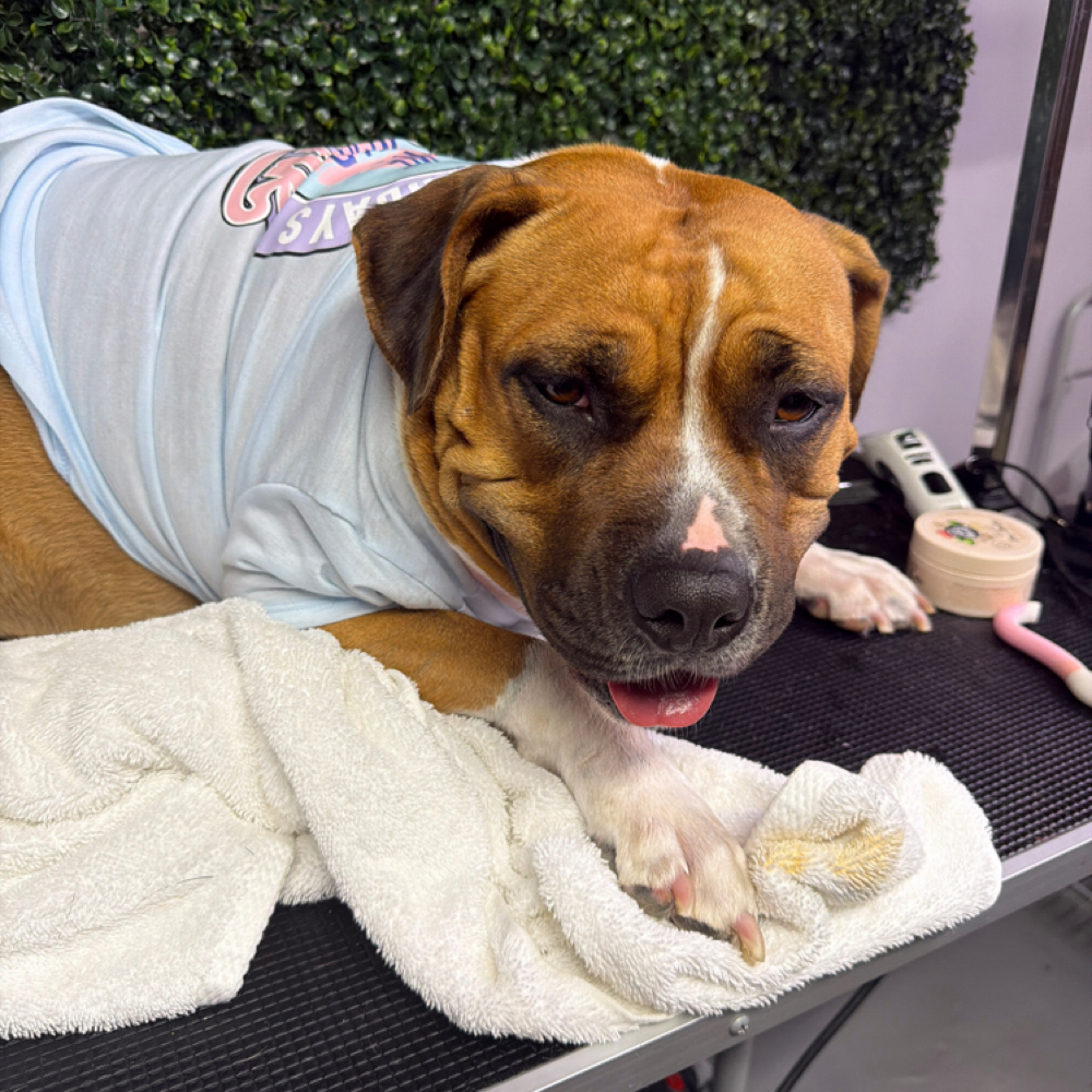 Doggie Detox Bath at Angels Touch Doggy Salon in Milwaukee, WI