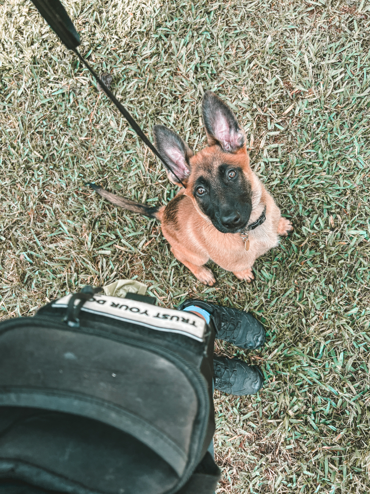 Prospect Service Puppy Training