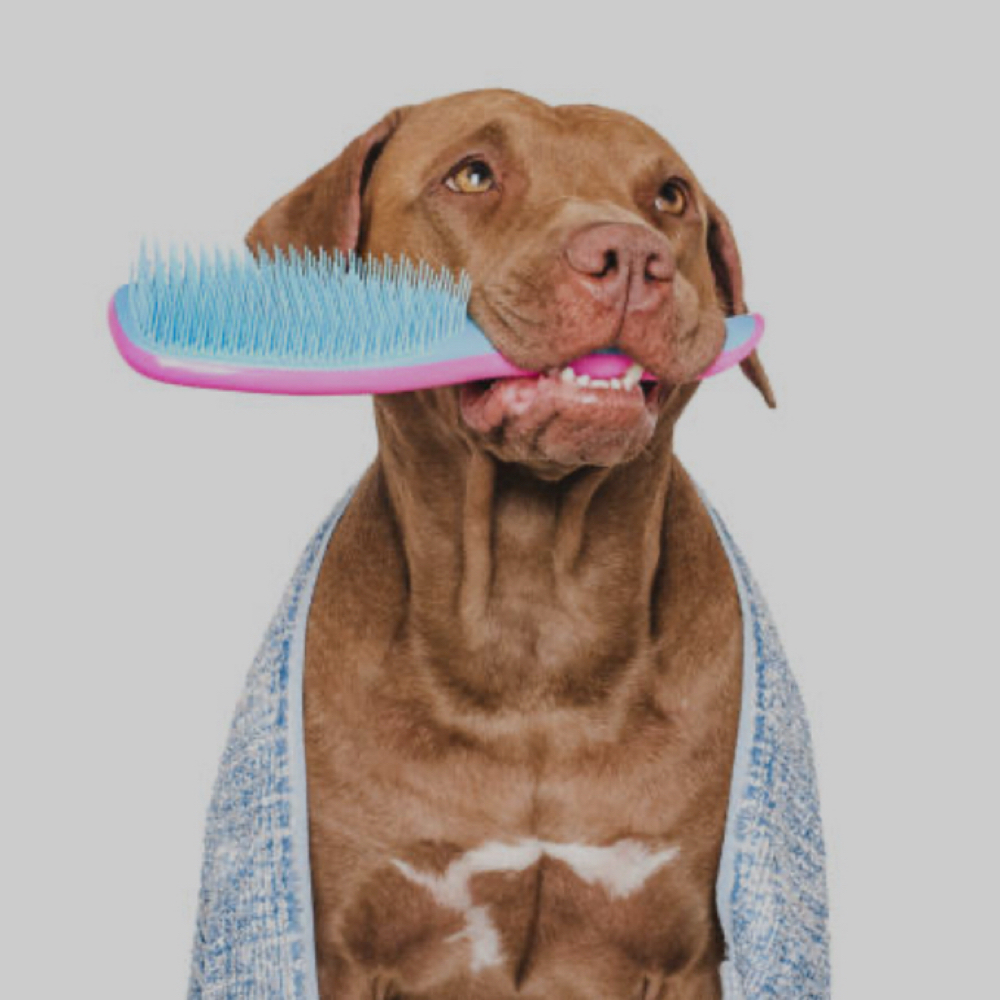 Full Groom| Large Dog at Paw Spa by Allison in Mt. Carroll, IL