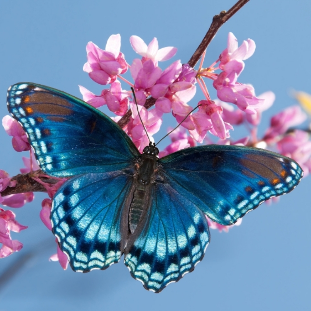 Limenitis arthemis- Admiral at Spectrum Ink Tattoo Studio in Mount Vernon, WA