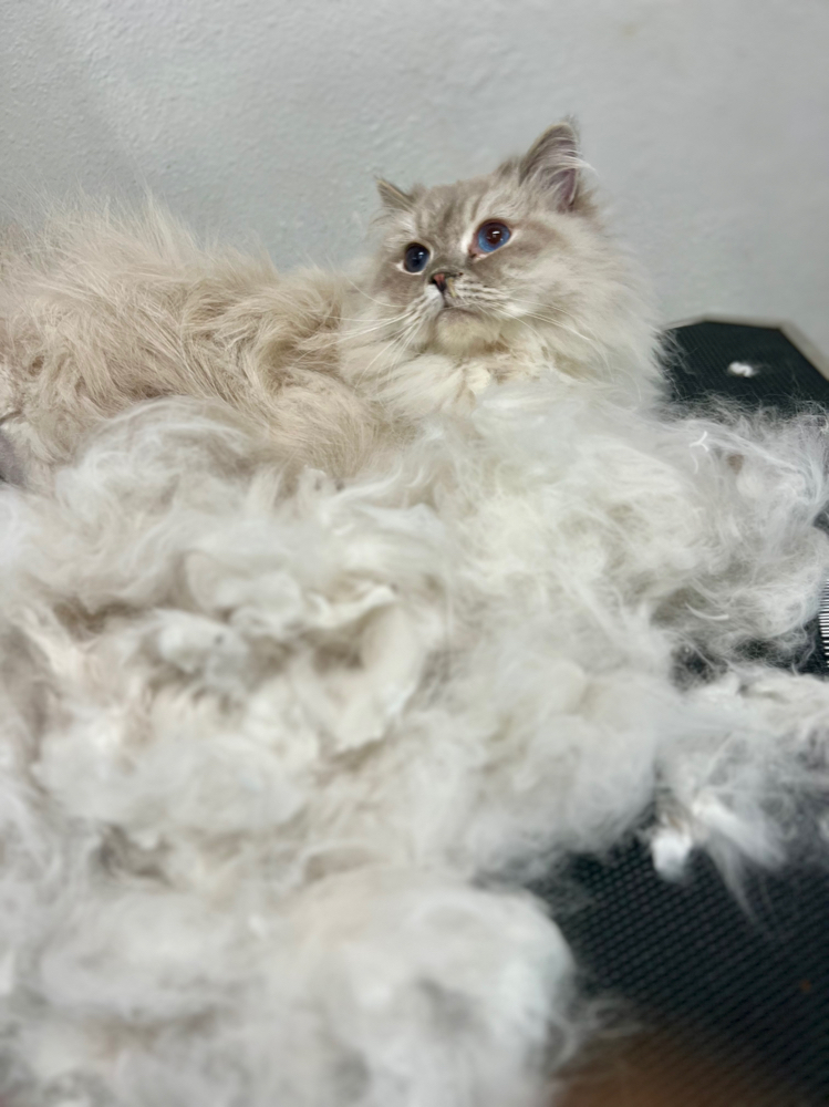 Long Hair Ulitimate Deshed/Bath
