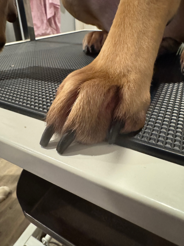 Nail Trim