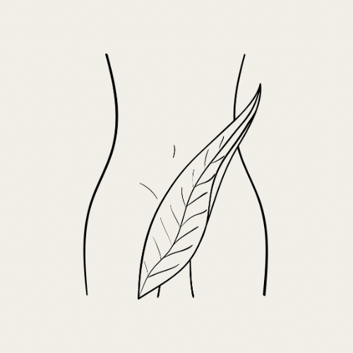 Basic Bikini Wax (V)