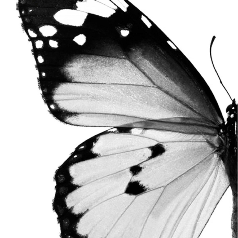 Fine Line Tattoo TOUCHUP