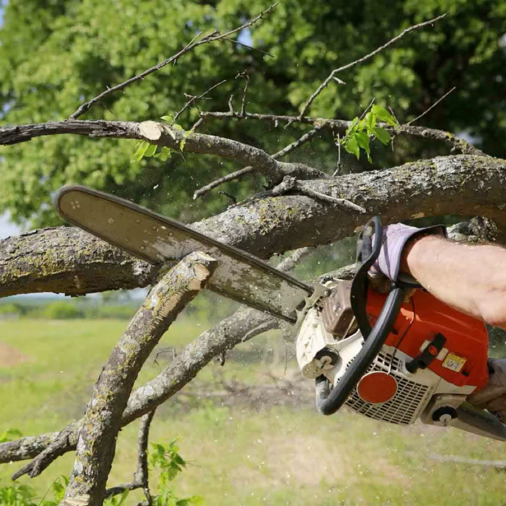 Tree Services at Front Porch & Garden in Bossier City, LA