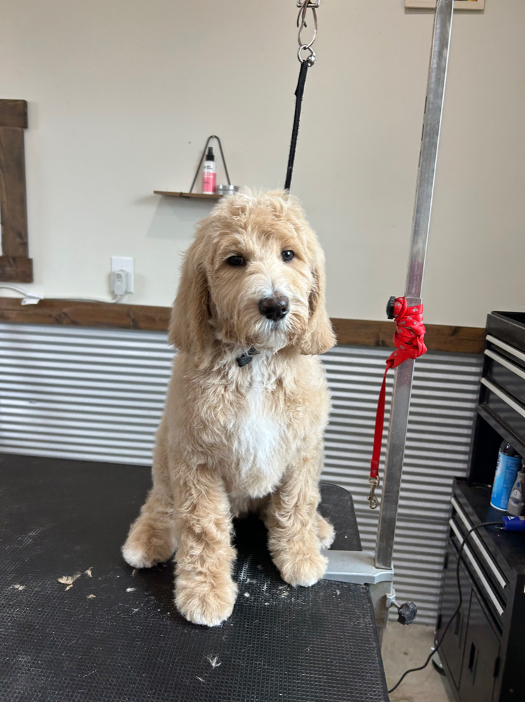 Puppy Intro Groom