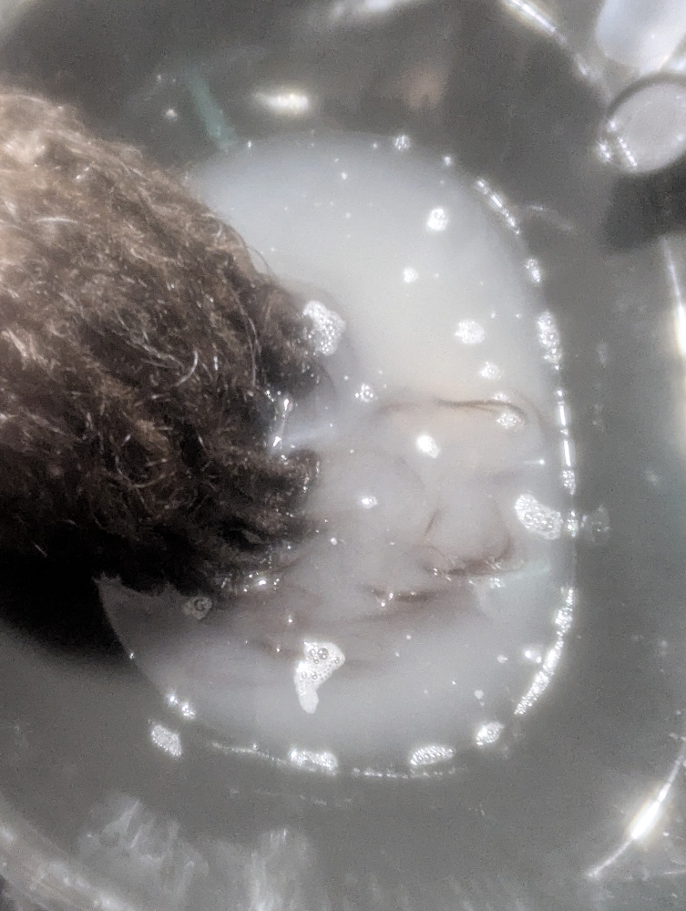 Dreadlock Scalp Detox Treatment at Hair By Jaymie in DAYTON, OH