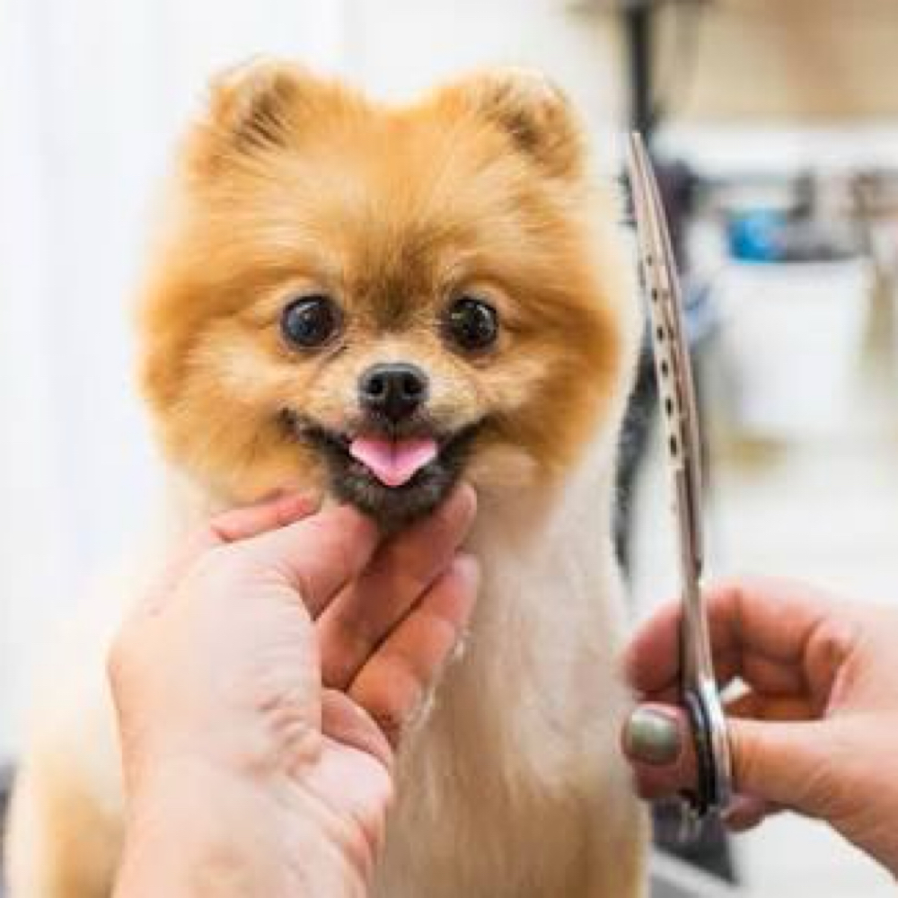 Puppy Haircut at Pitzer’s Paws Grooming in Live Oak, FL