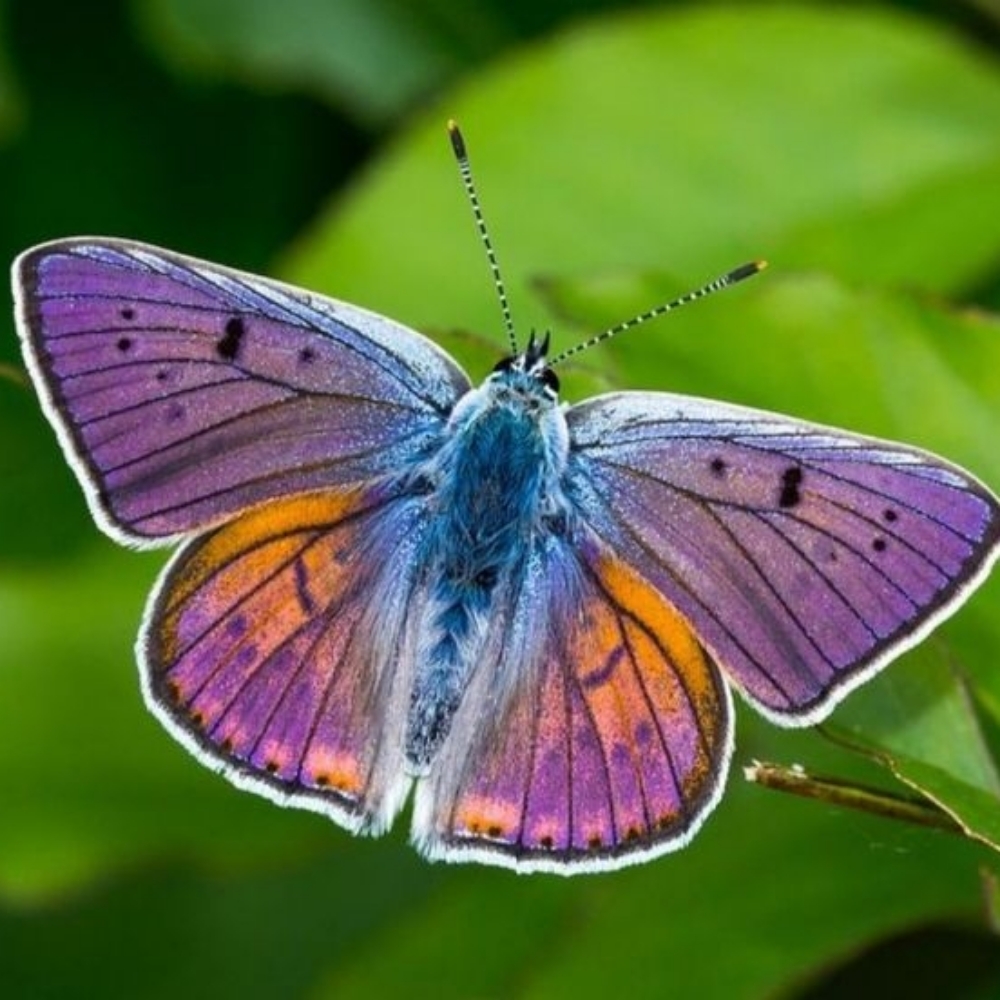 Lycaena alciphron at Spectrum Ink Tattoo Studio in Mount Vernon, WA