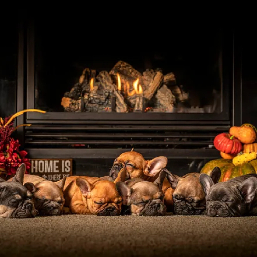 Reserve Today! at 512 Pet Supply On The Go in Austin, TX