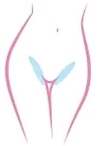 Basic Bikini