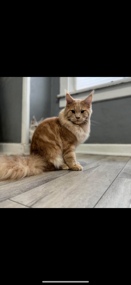 Cat Package Any Breed
