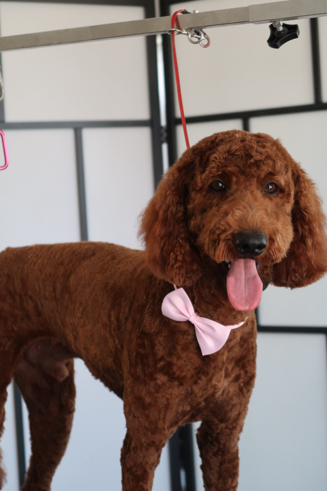 Doodles Any Size at Blu Paws Grooming in Northglenn, CO