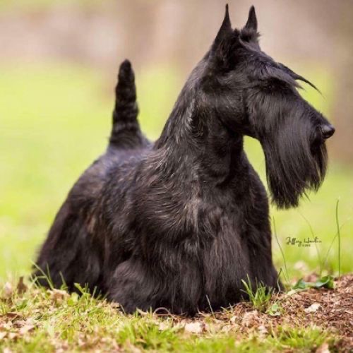 Scottish Terrier - Touch Up