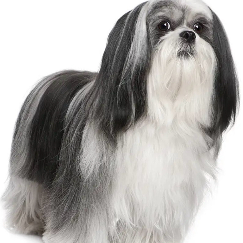 Lhaso Apso/Lhaso-poo at Saltypaw Dog Grooming in Kalama, WA