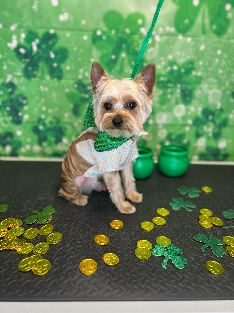 Teacup/ Petite Dog Haircut