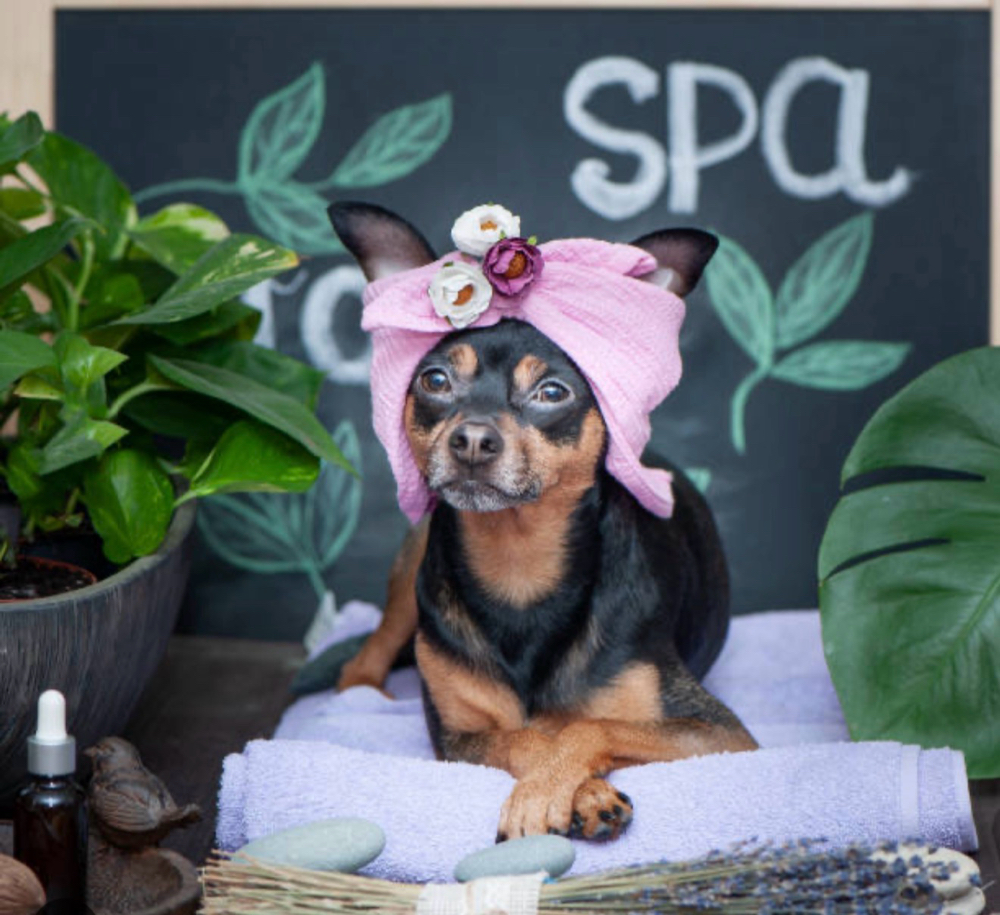 Aromatherapy Package For Pets at Lexury Grooming in Maple Hts, OH