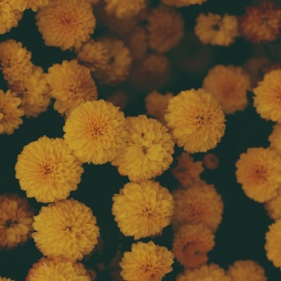 Root retouch/Single Process