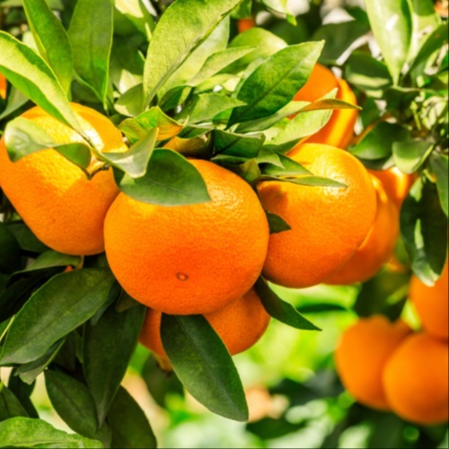 Citrus Grove Scalp Detox at Tracy WellBeing Retreat in Tracy, CA