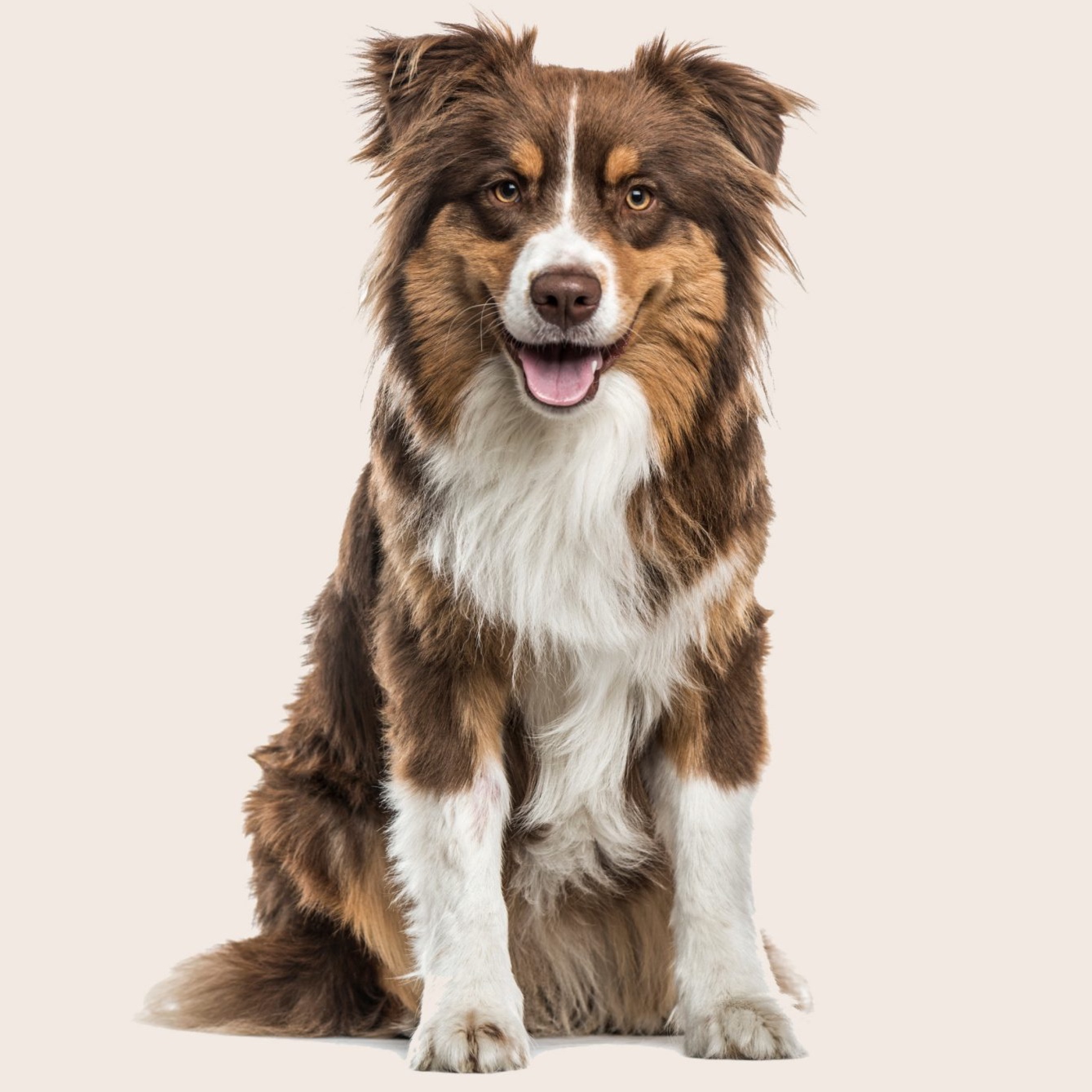 Austalian Shepherd (Aussie) at The Groom Room in Hope Mills, NC