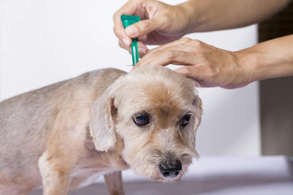 Flea And Tick Prevention Treatment