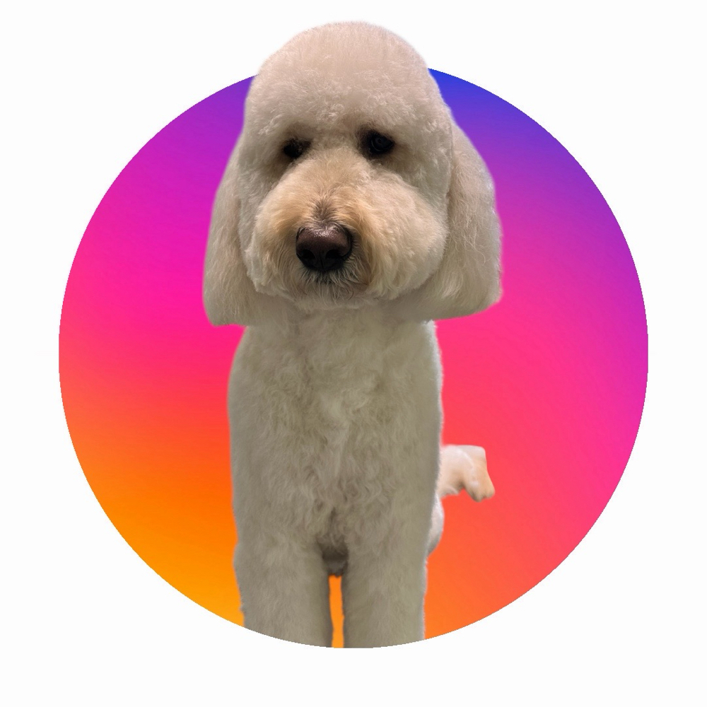 Med Doodles/poodles (26-45lbs) at Pitzer’s Paws Grooming in Live Oak, FL