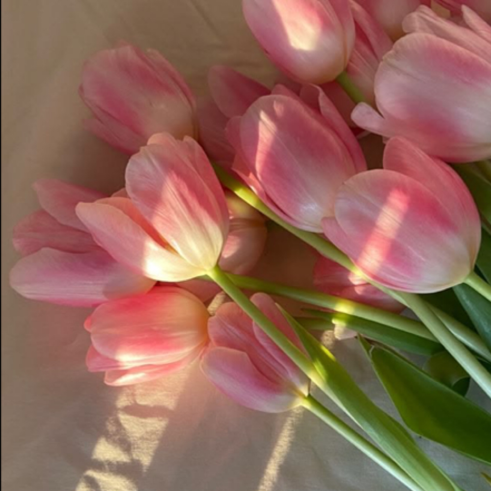 Spring Refresh Package at Moonstone Skinš in Piqua, OH