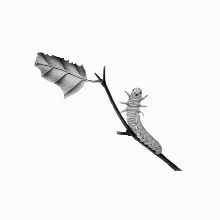 B&W Lil Guy