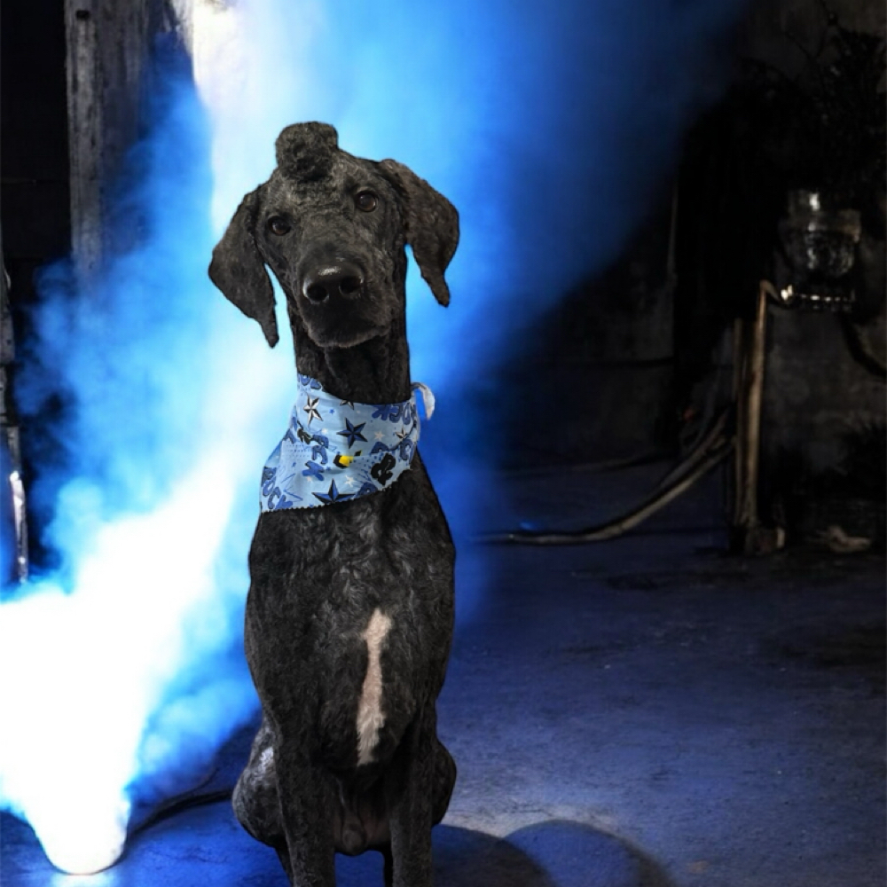 Large Dog Grooming Package at The Paw Spa in Wallins Creek, KY