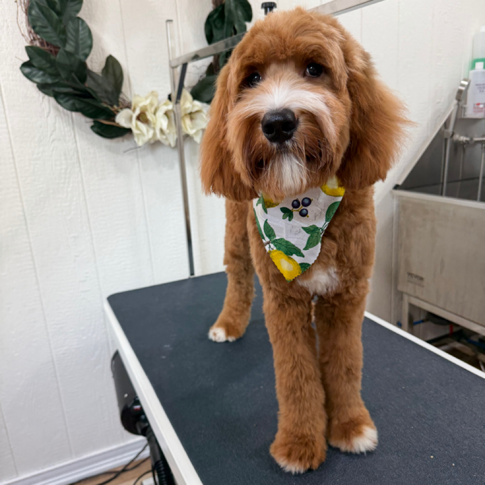 PUPPY Refresh Bath Package at Wagnolia Grooming Studio in Weslaco, TX