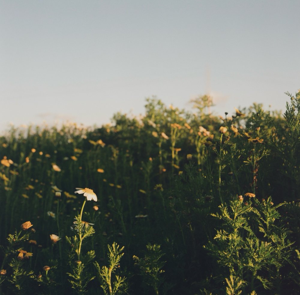 Blow Dry Enhancement