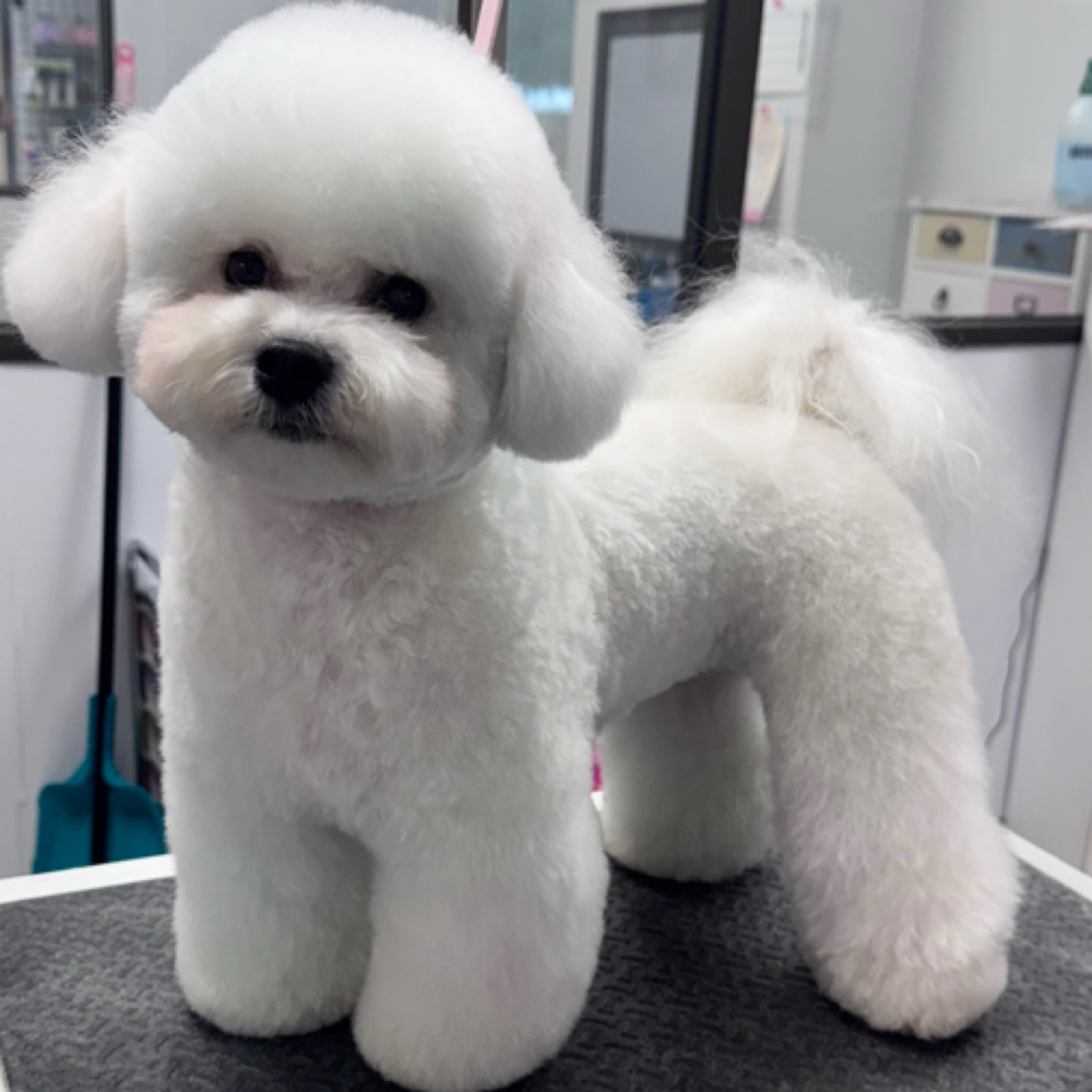 Full Makeover SM (10-20LB) at Space City Grooming in Houston, TX