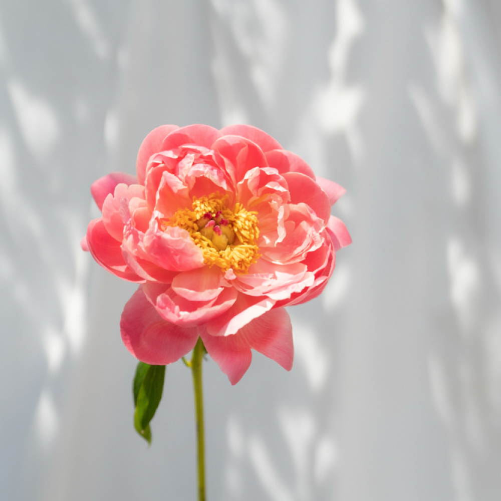 LED Light Therapy Enhancement at June Rose Skin Studio in Conshohocken, PA
